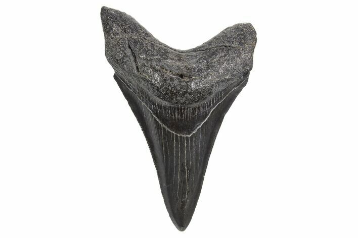 Juvenile Megalodon Tooth - South Carolina #340610